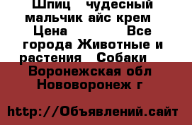 Шпиц - чудесный мальчик айс-крем › Цена ­ 20 000 - Все города Животные и растения » Собаки   . Воронежская обл.,Нововоронеж г.